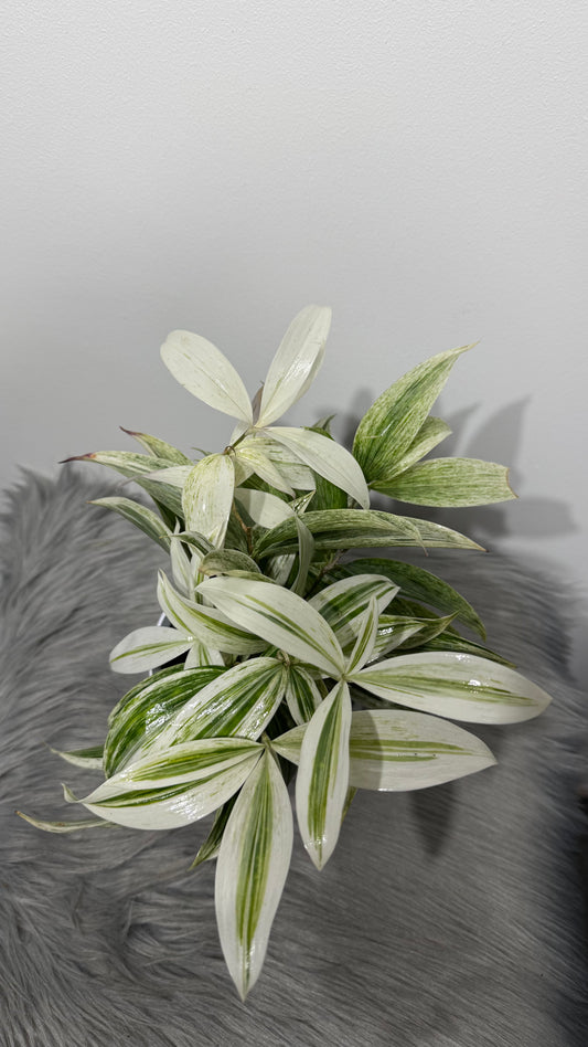 Dracaena Surculosa Godseffiana Silver