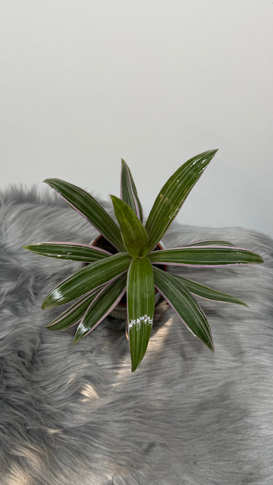 Tradescantia Spath. Sitara