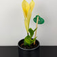 Zamioculcas zamiifolia Chameleon