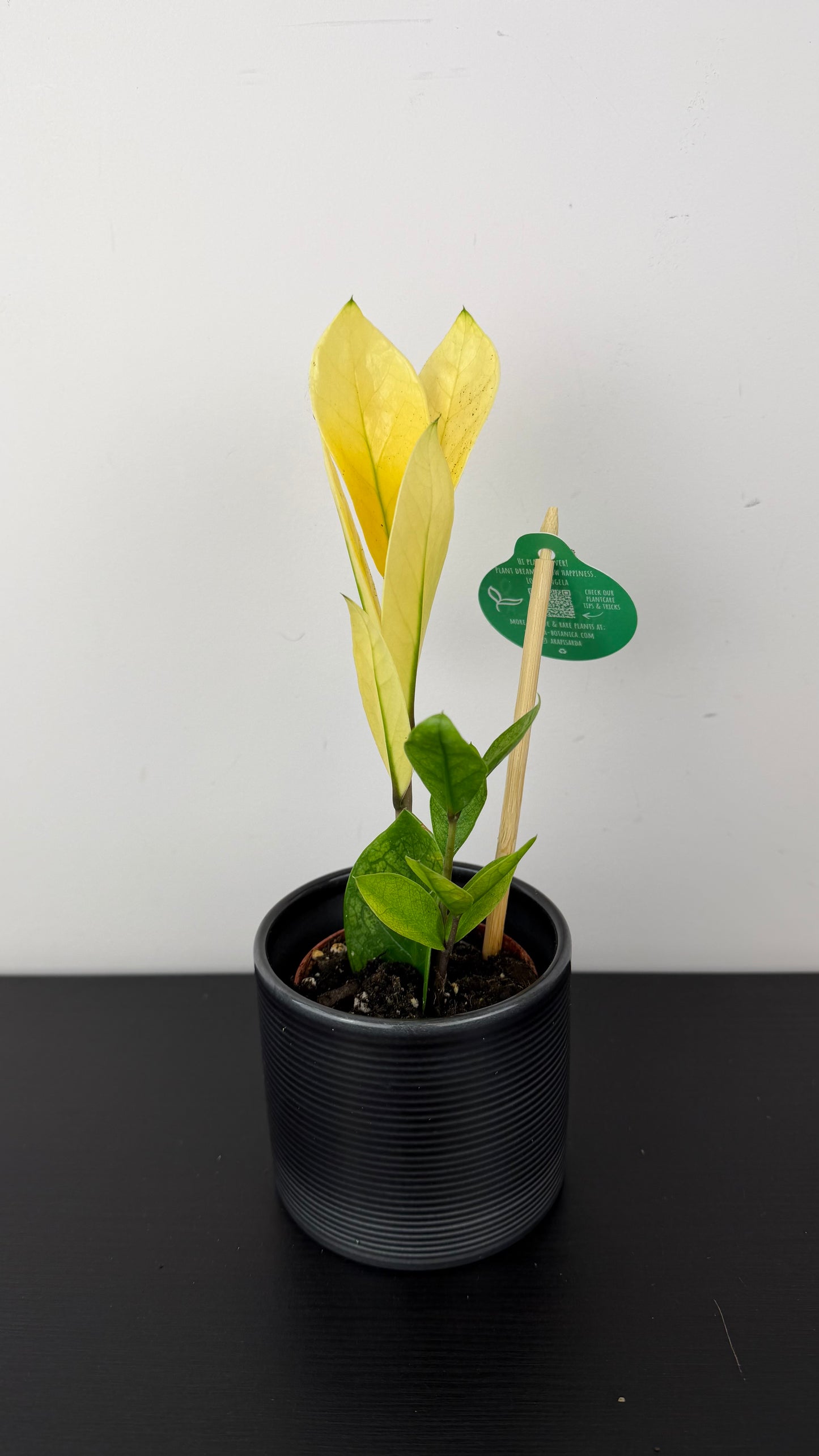 Zamioculcas zamiifolia Chameleon