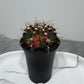 Gymnocalycium mihanovichii variegata