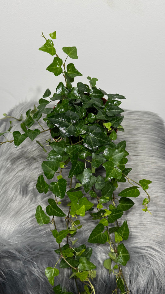 Ivy