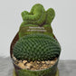 Mammilaria Spinosissima