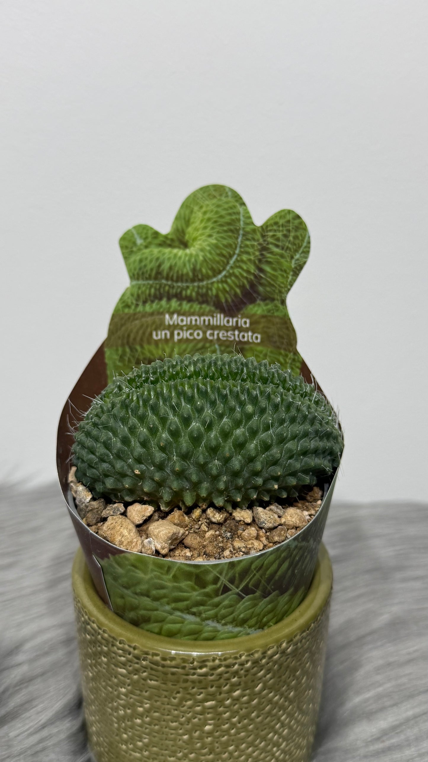 Mammilaria Spinosissima
