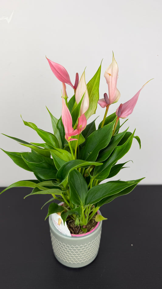 Anthurium little Pink