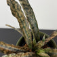 Sansevieria kirkii Coppertone