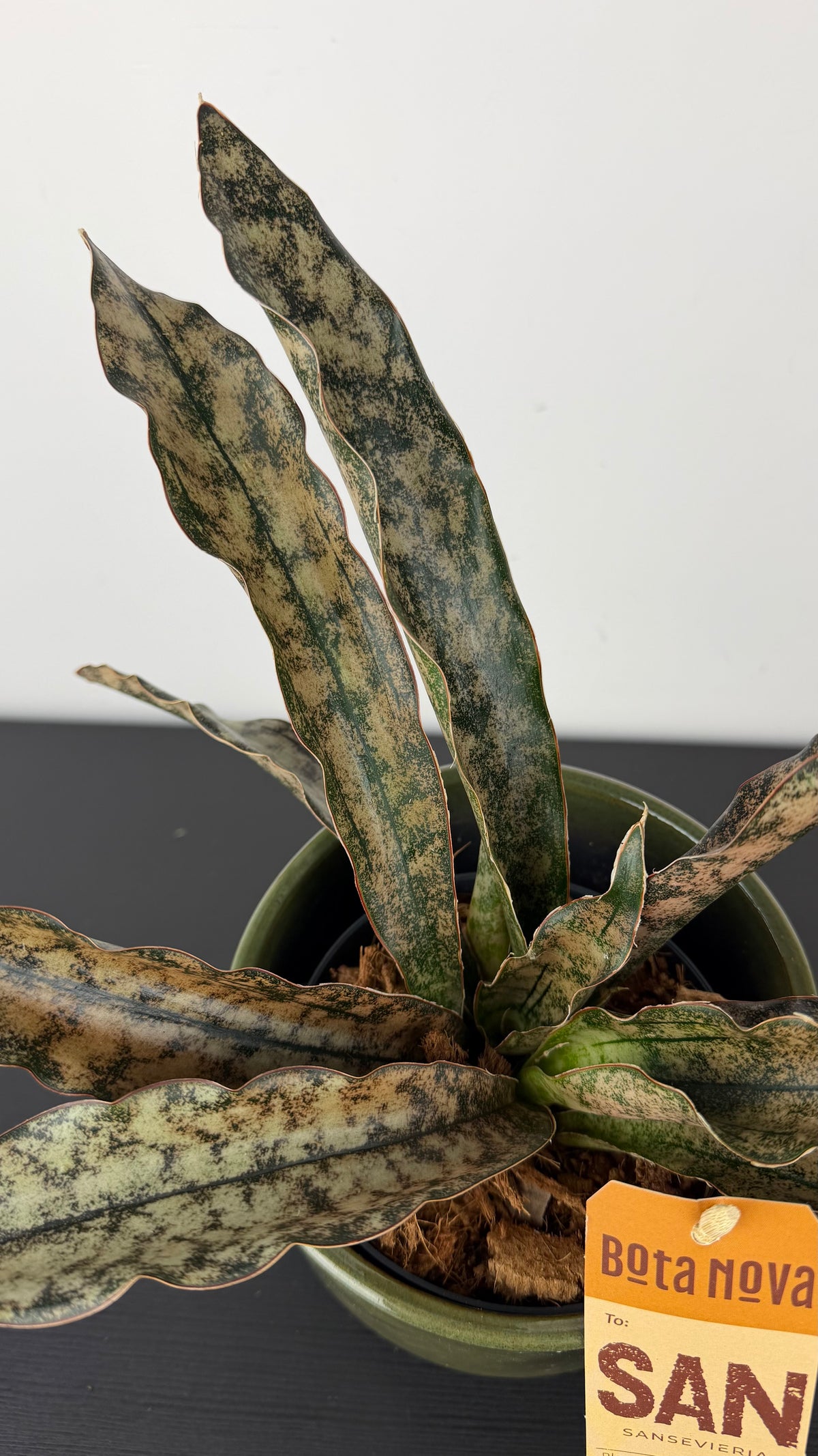 Sansevieria kirkii Coppertone