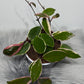 Hoya carnosa Flamingo dream