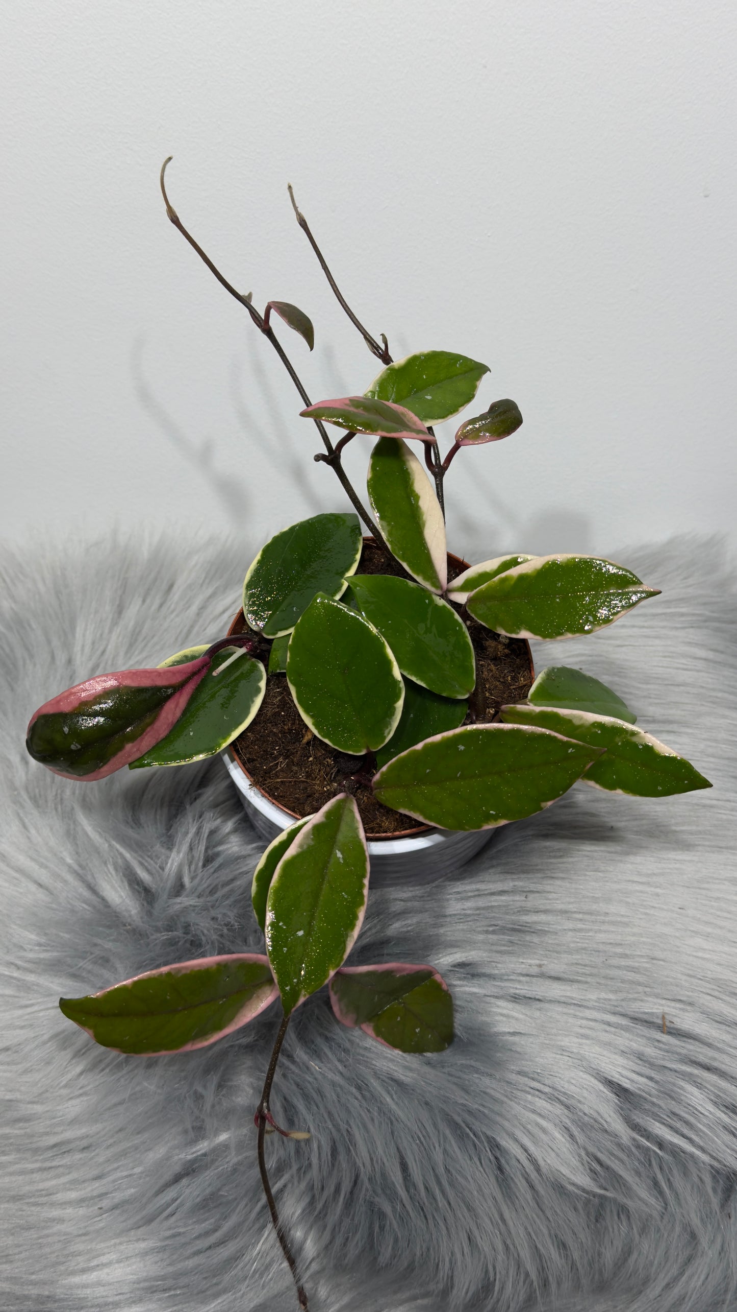 Hoya carnosa Flamingo dream