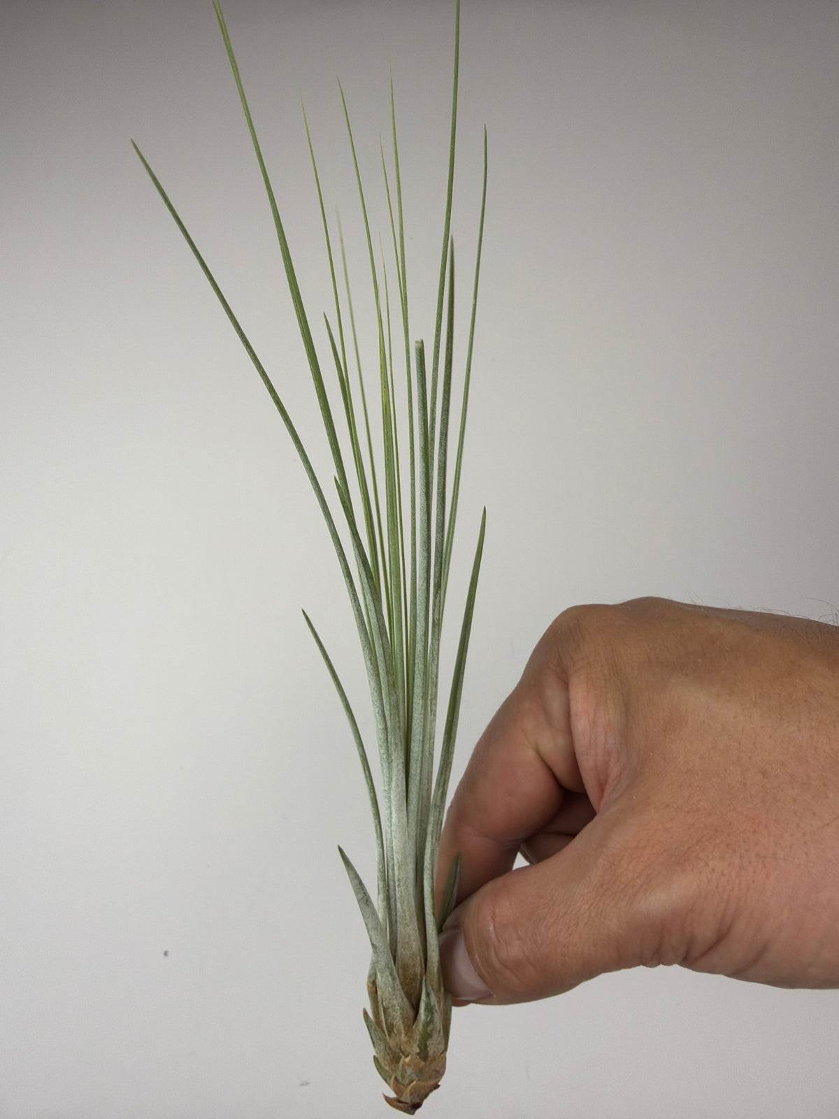 Tillandsia Air plant 3
