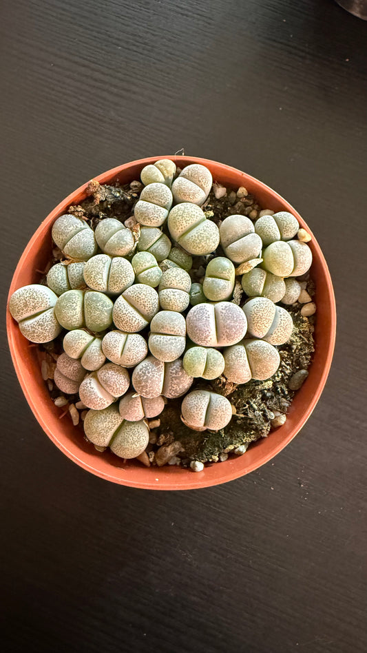 Lithops 1