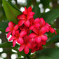 Plumeria Rubra Hawaiian 3