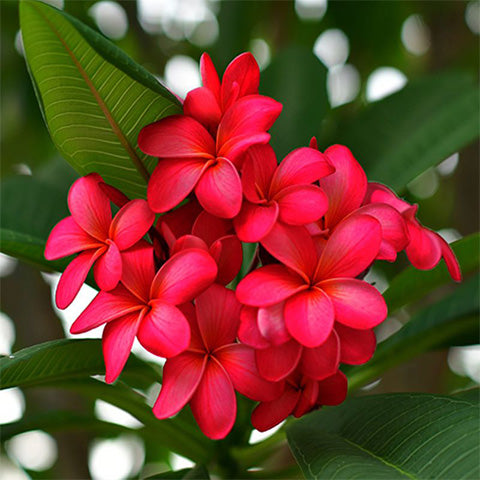 Plumeria Rubra Hawaiian 3