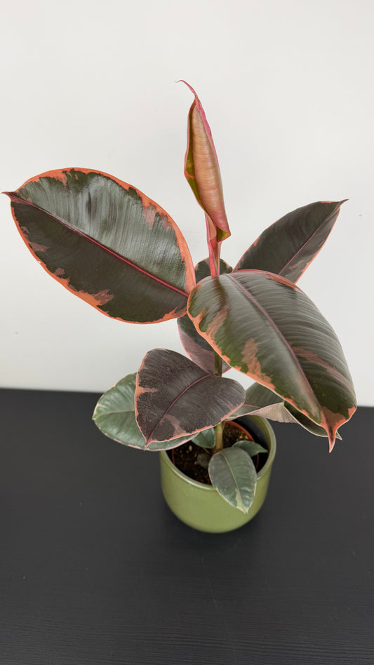 Ficus elastica Belize