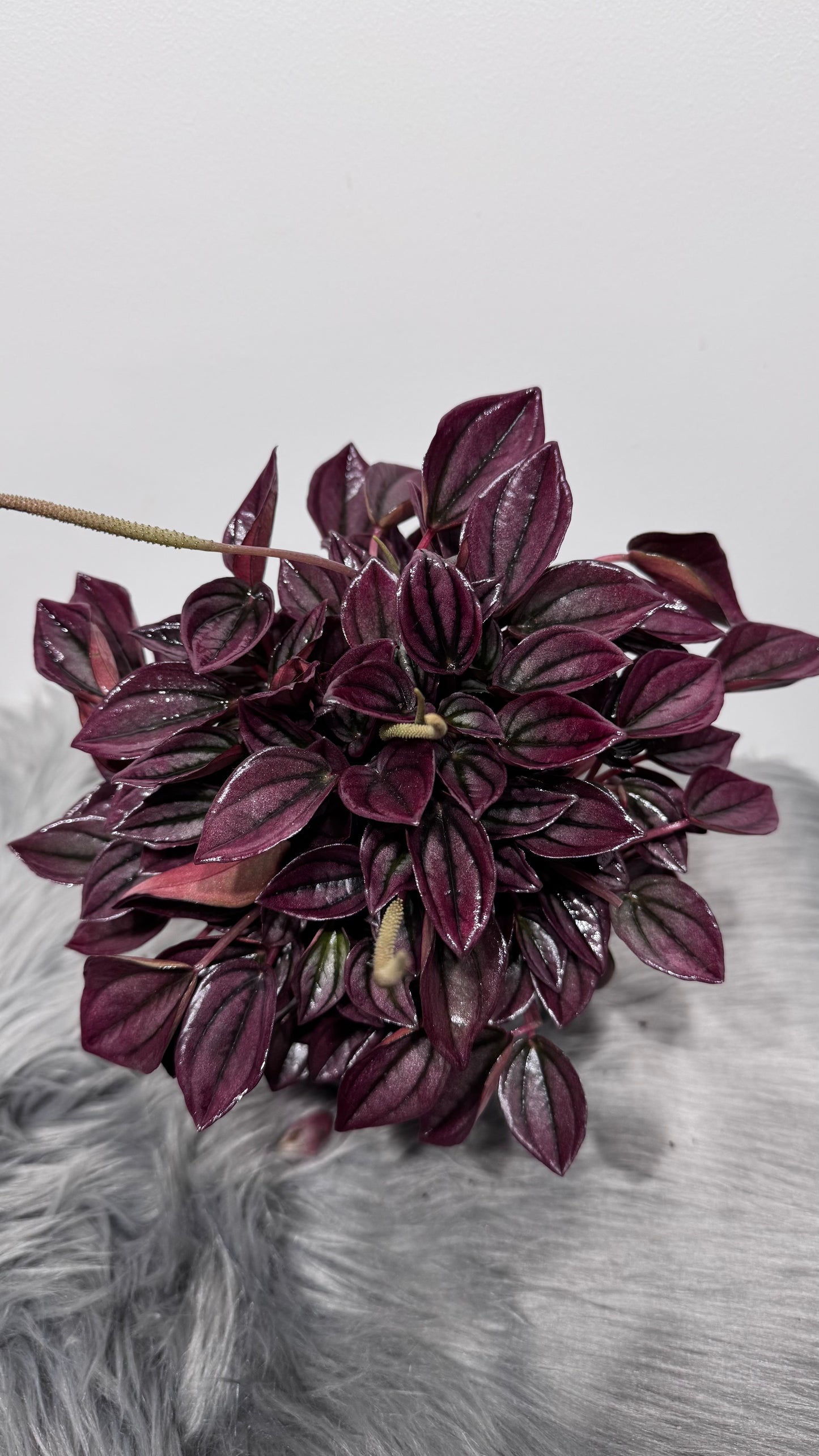 Peperomia 2