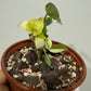Philodendron Florida Beauty