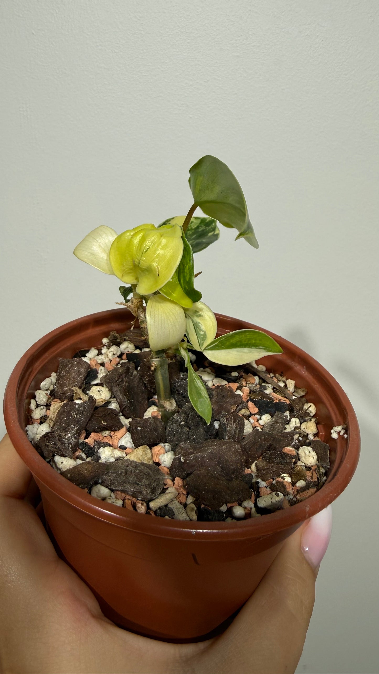 Philodendron Florida Beauty