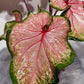 Caladium Chinook