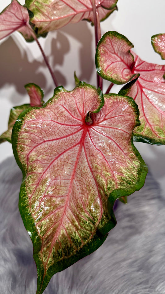 Caladium Chinook