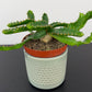 Euphorbia Stellata
