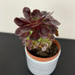 Aeonium 2
