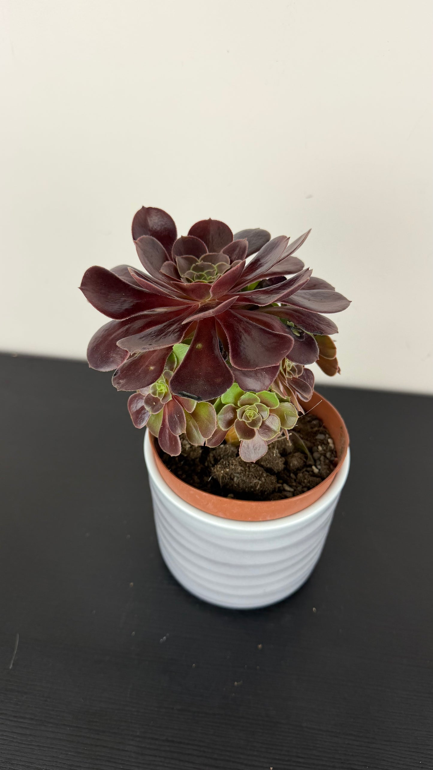 Aeonium 2