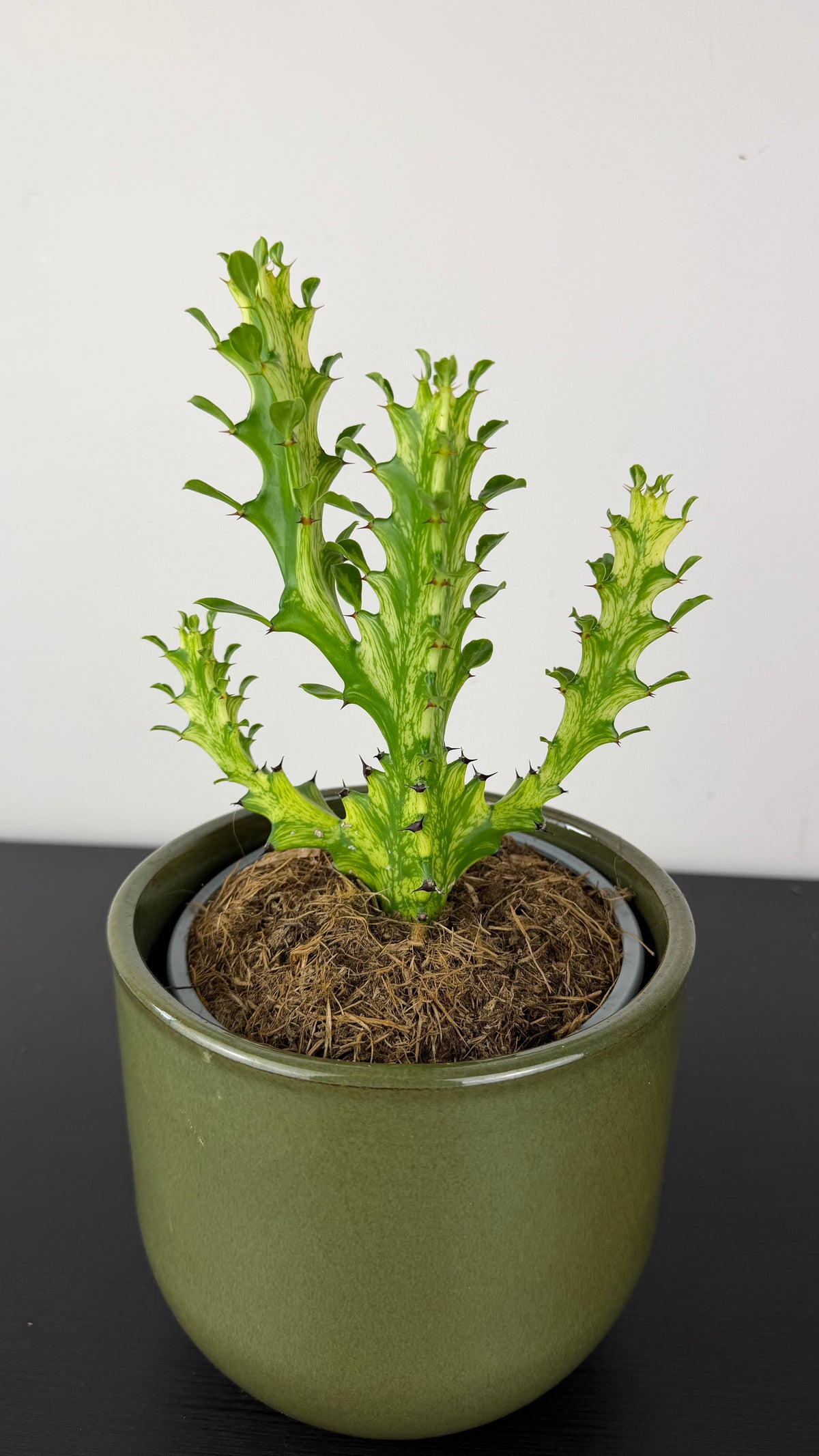 Euphorbia Mayuranthanii Variegata