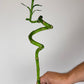 Dracaena Lucky Bamboo