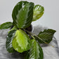 Maranta Silver
