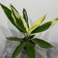 Cordyline 2
