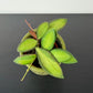 Hoya Mix
