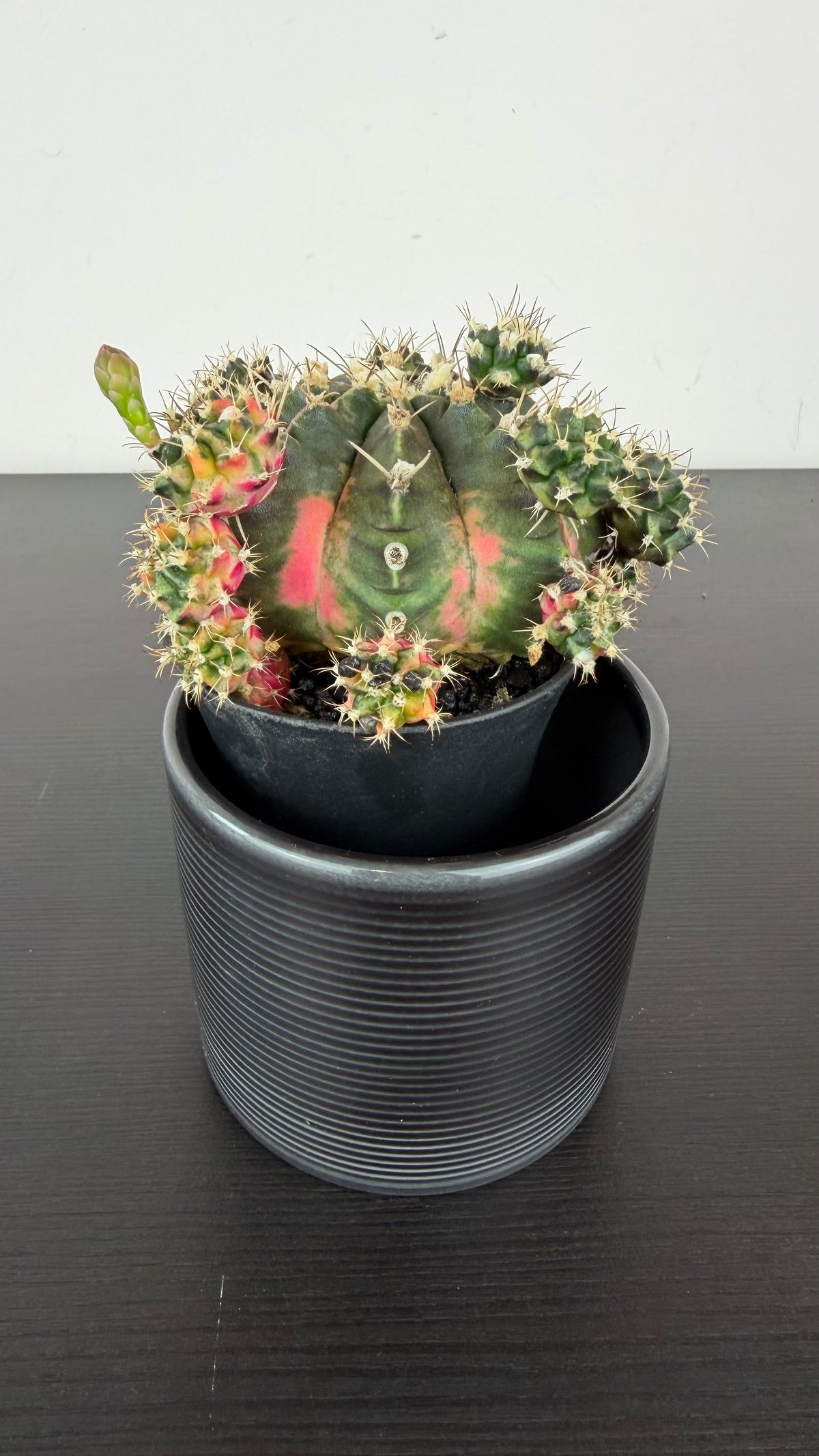 Gymnocalycium mihanovichii variegata