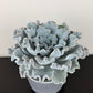 Echeveria Crispy Beauty