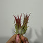 Tillandsia Air plant 4