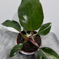 Philodendron White Knight