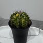 Gymnocalycium mihanovichii variegata
