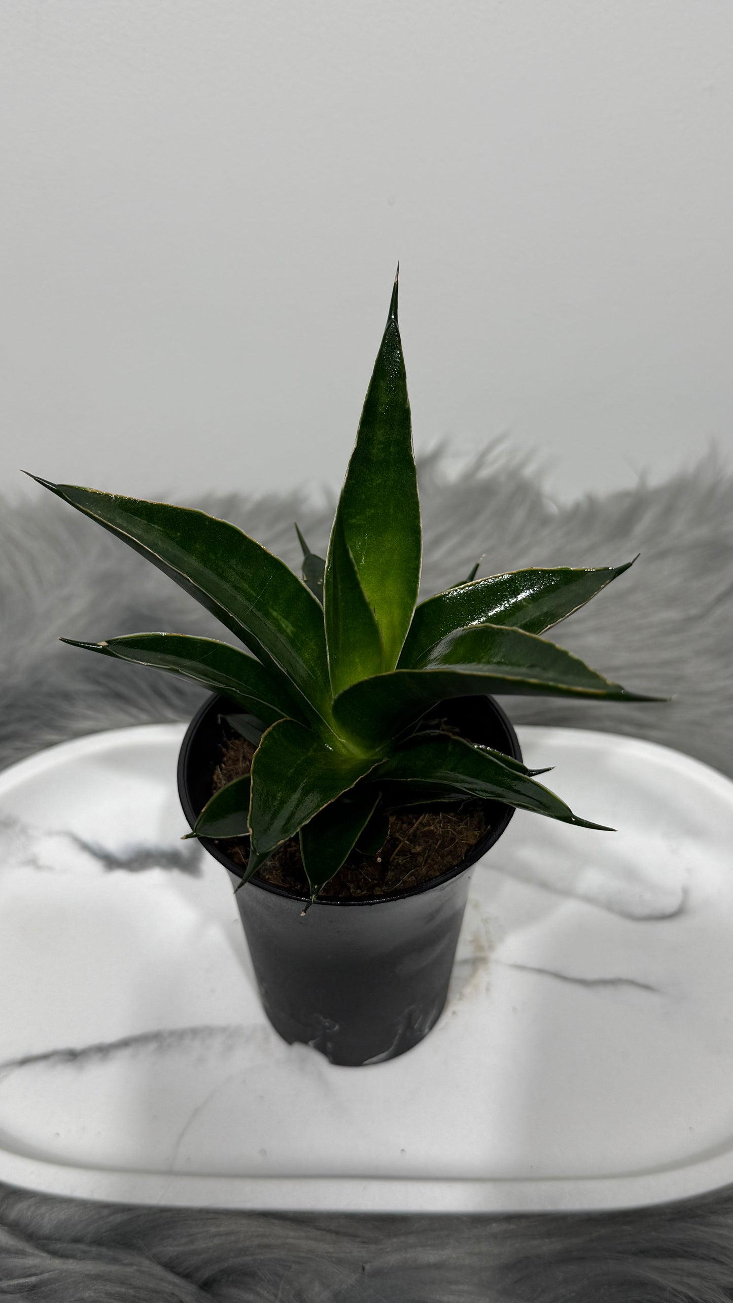 Sansevieria 4