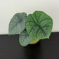 Alocasia Melo