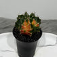 Gymnocalycium mihanovichii variegata