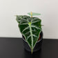 Alocasia Mandalay