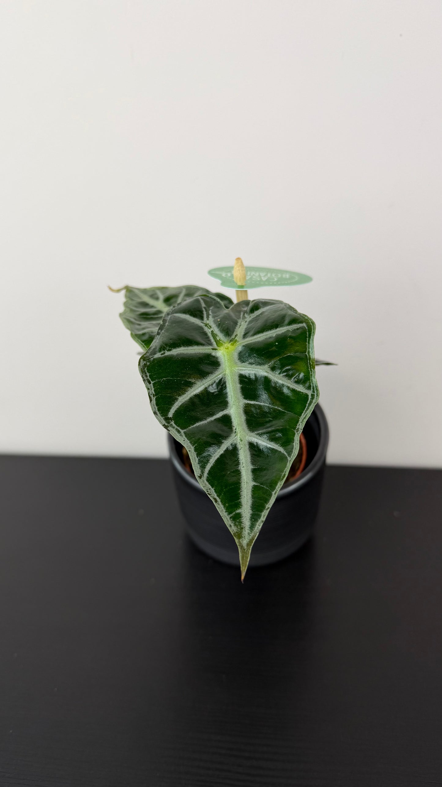 Alocasia Mandalay