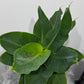 Musa dwarf Cavensish