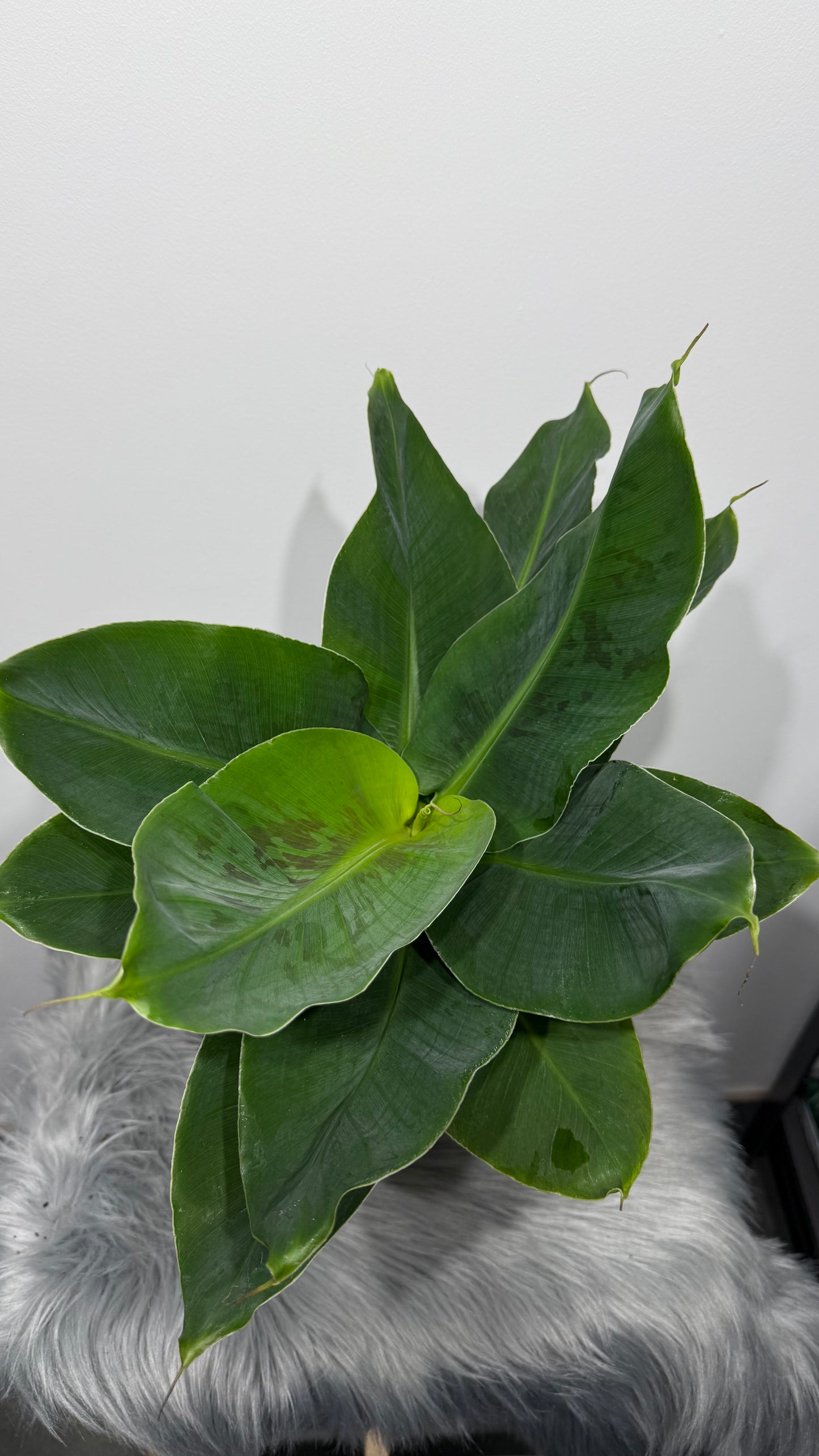 Musa dwarf Cavensish