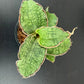 Sansevieria Kirkii Silver Blue