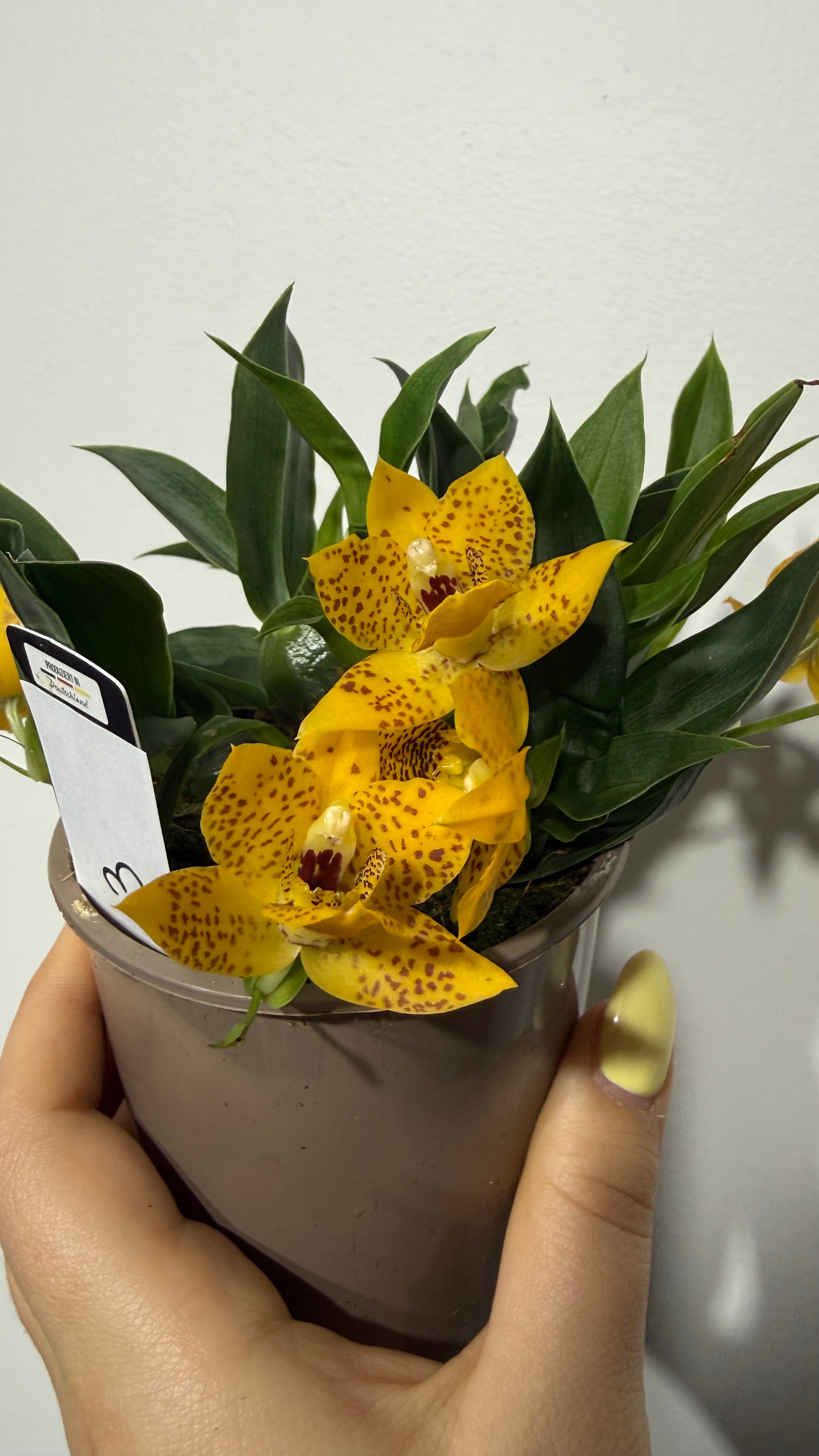 Promenaea Sunlight 3 – www.augi-plants.lv
