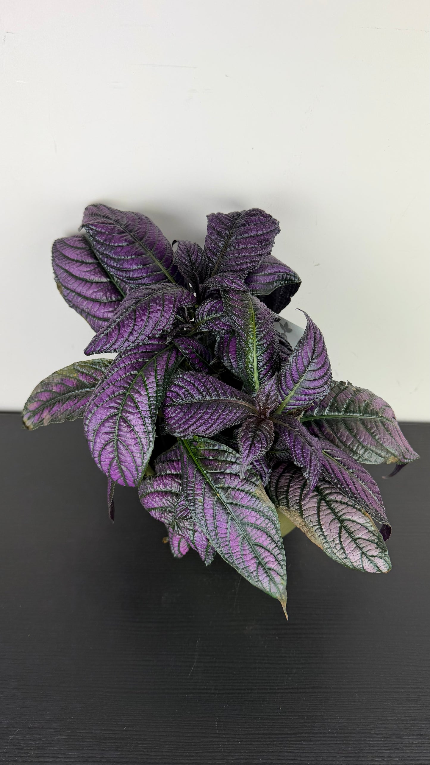Strobilanthes