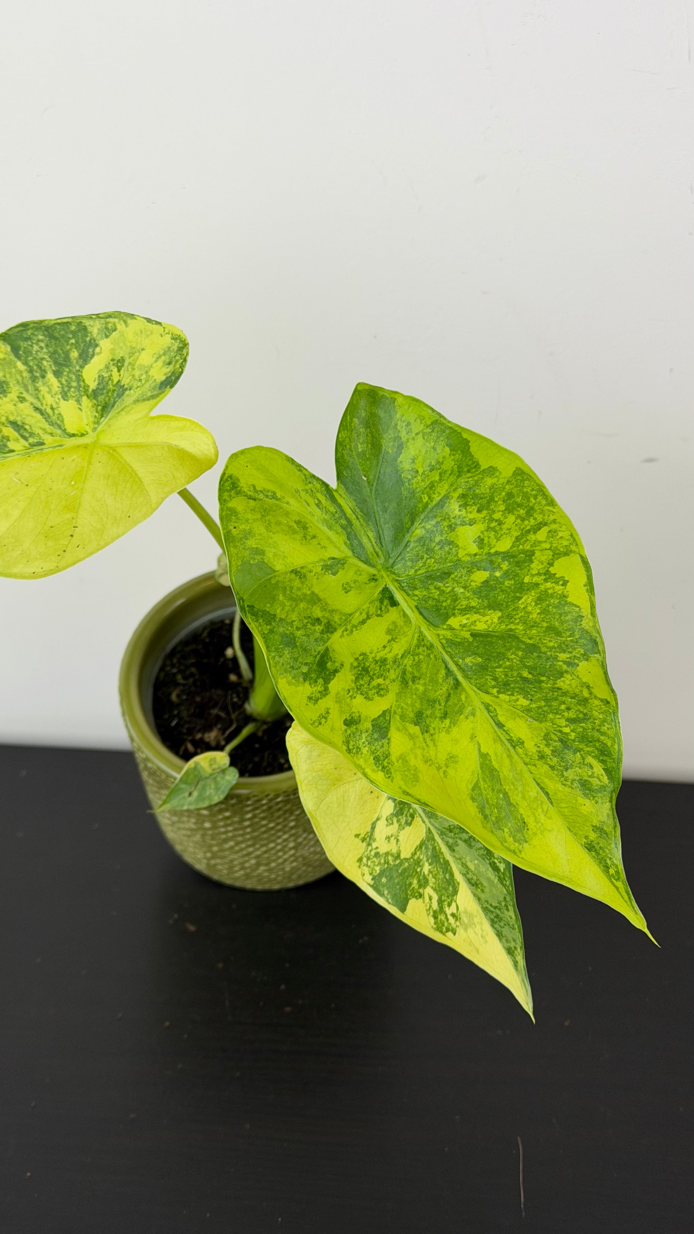 Alocasia macrorrhiza Aurea Variegata – www.augi-plants.lv