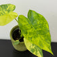 Alocasia macrorrhiza Aurea Variegata