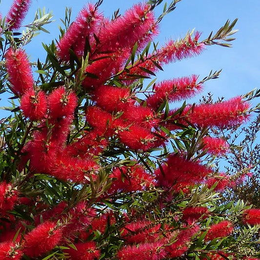 Callistemon Citrinus