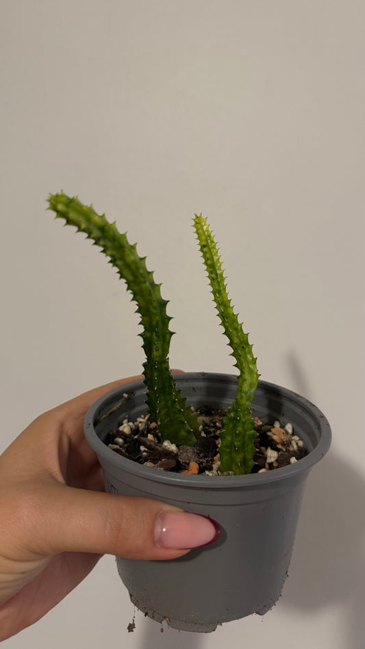 Stapelia/ Huernia variegata